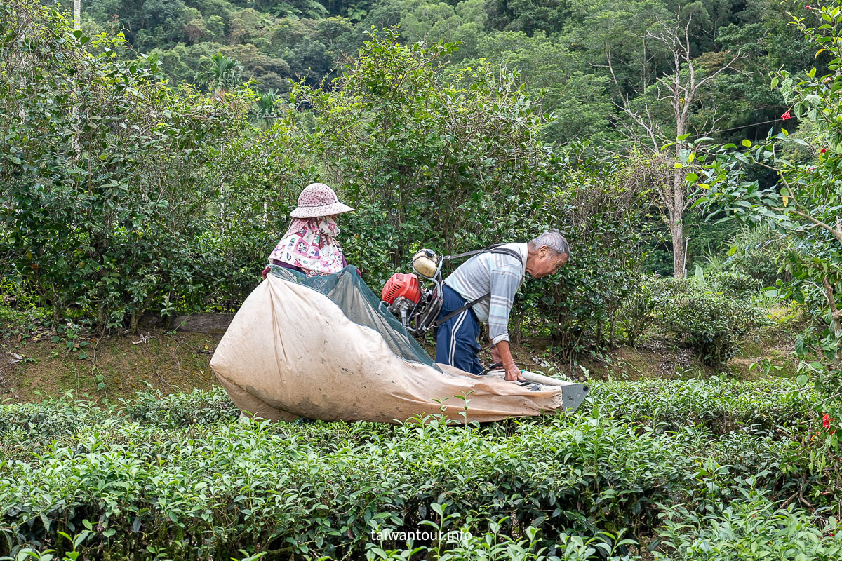 【逮魚堀溪自行車道】新北坪林景點推薦親子觀魚步道