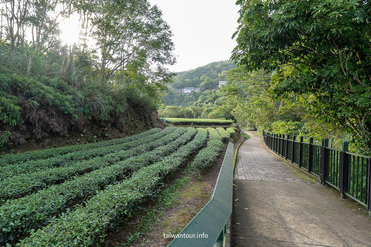 【逮魚堀溪自行車道】新北坪林景點推薦親子觀魚步道