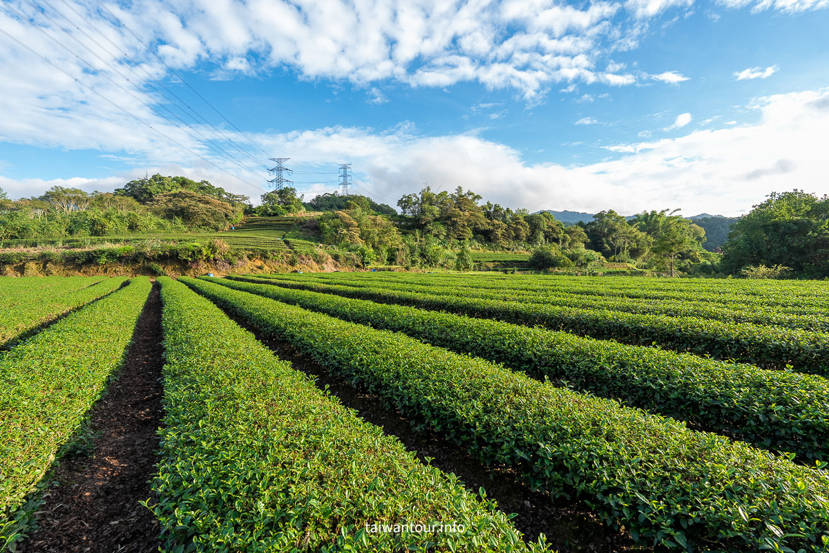 【逮魚堀溪自行車道】新北坪林景點推薦親子觀魚步道
