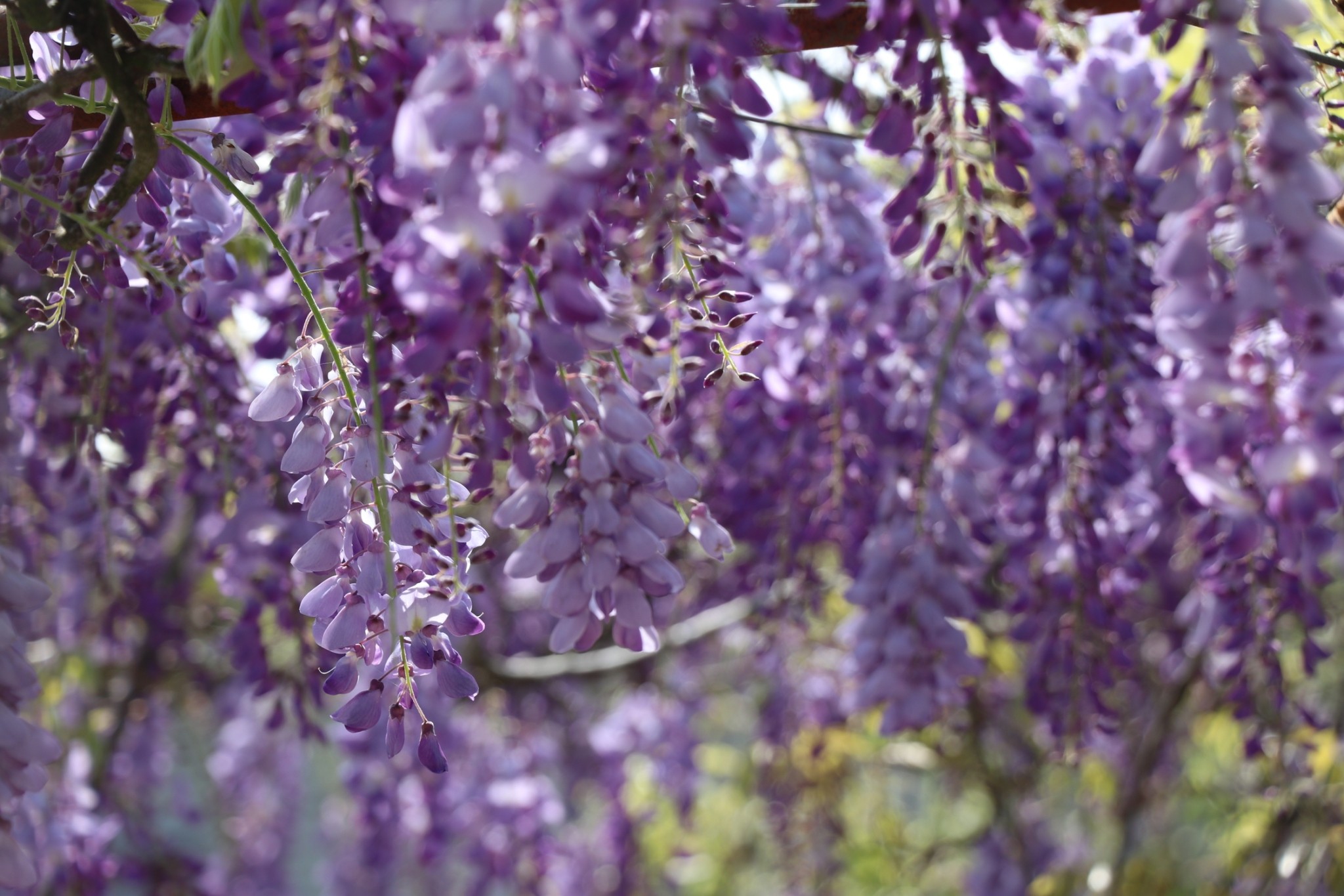 【阿漢的家民宿】阿里山嘉義瑞里紫藤花.螢火蟲住宿推薦