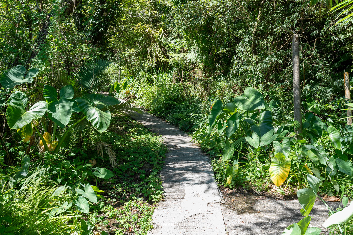 【草山觀瀑吊橋．北投猴崁古道】北投陽明山新秘境