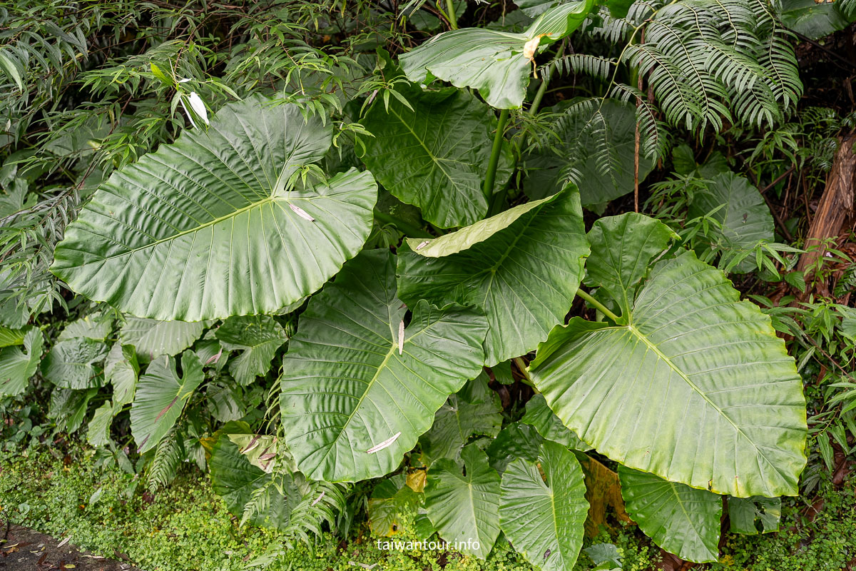 【北勢溪自行車道(粗坑口步道)】北部最美親子茶香步道坪林 【北勢溪自行車道(粗坑口步道)】北部最美親子茶香步道坪林