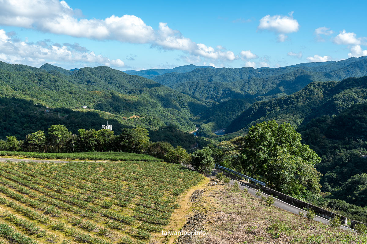 【南山寺景觀平台】新北抹茶山親子步道推薦