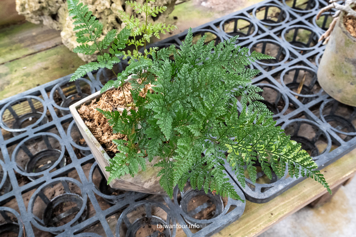【空氣圖書館】嘉義竹崎真的沒有書，只有滿滿的森呼吸！