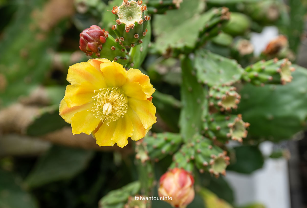 【空氣圖書館】嘉義竹崎真的沒有書，只有滿滿的森呼吸！