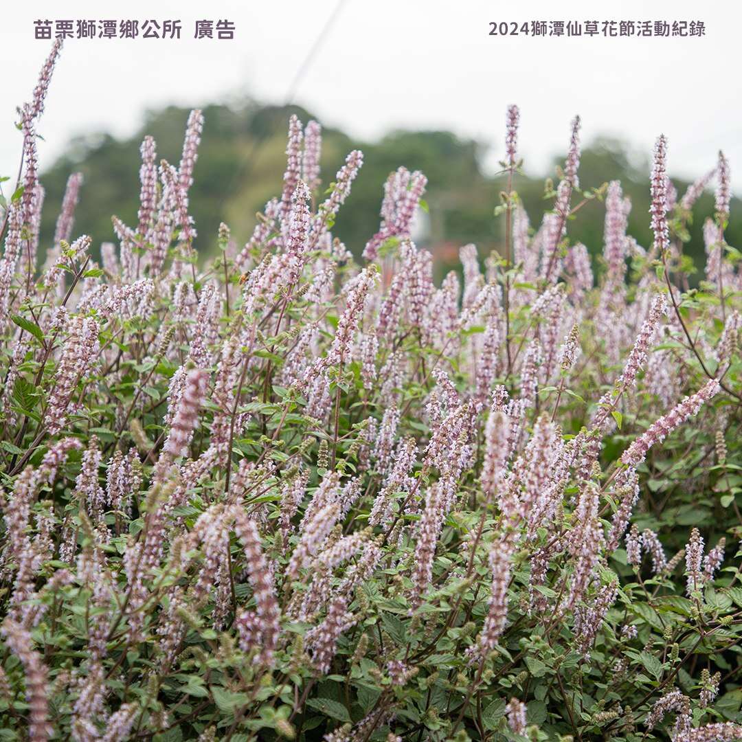 【2025苗栗縣獅潭鄉仙草花節】獅潭花饗宴景點推薦交通.活動介紹 【2025苗栗縣獅潭鄉仙草花節】獅潭花饗宴景點推薦交通.活動介紹