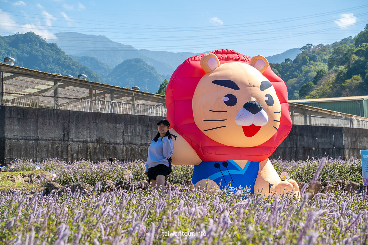 【2025苗栗縣獅潭鄉仙草花節】獅潭花饗宴景點推薦交通.活動介紹
