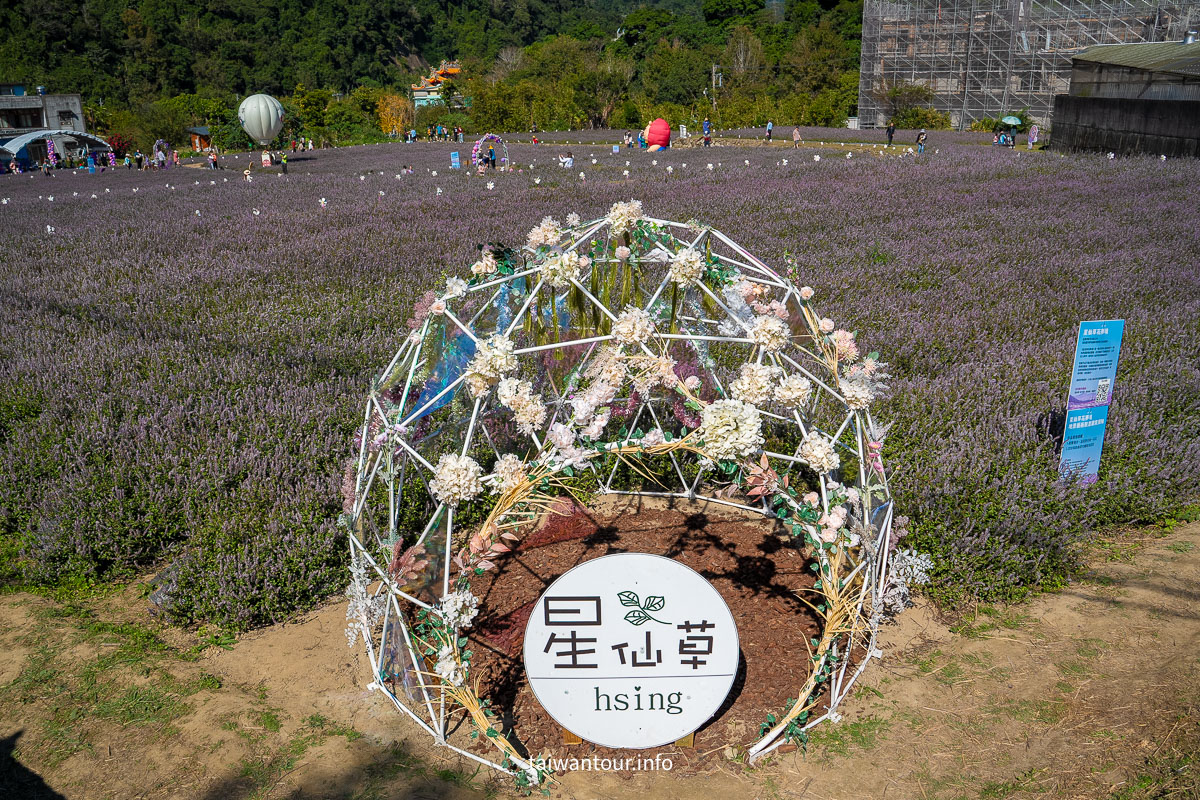 【2025苗栗縣獅潭鄉仙草花節】獅潭花饗宴景點推薦交通.活動介紹