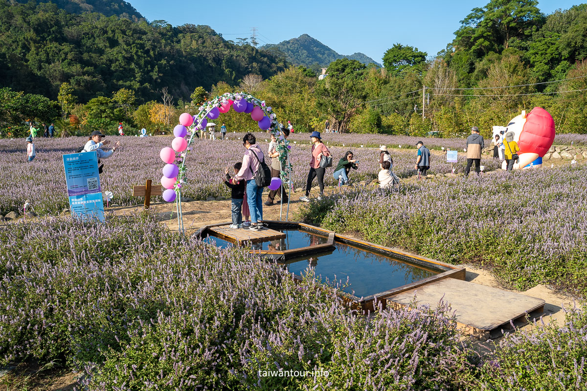 【2025苗栗縣獅潭鄉仙草花節】獅潭花饗宴景點推薦交通.活動介紹