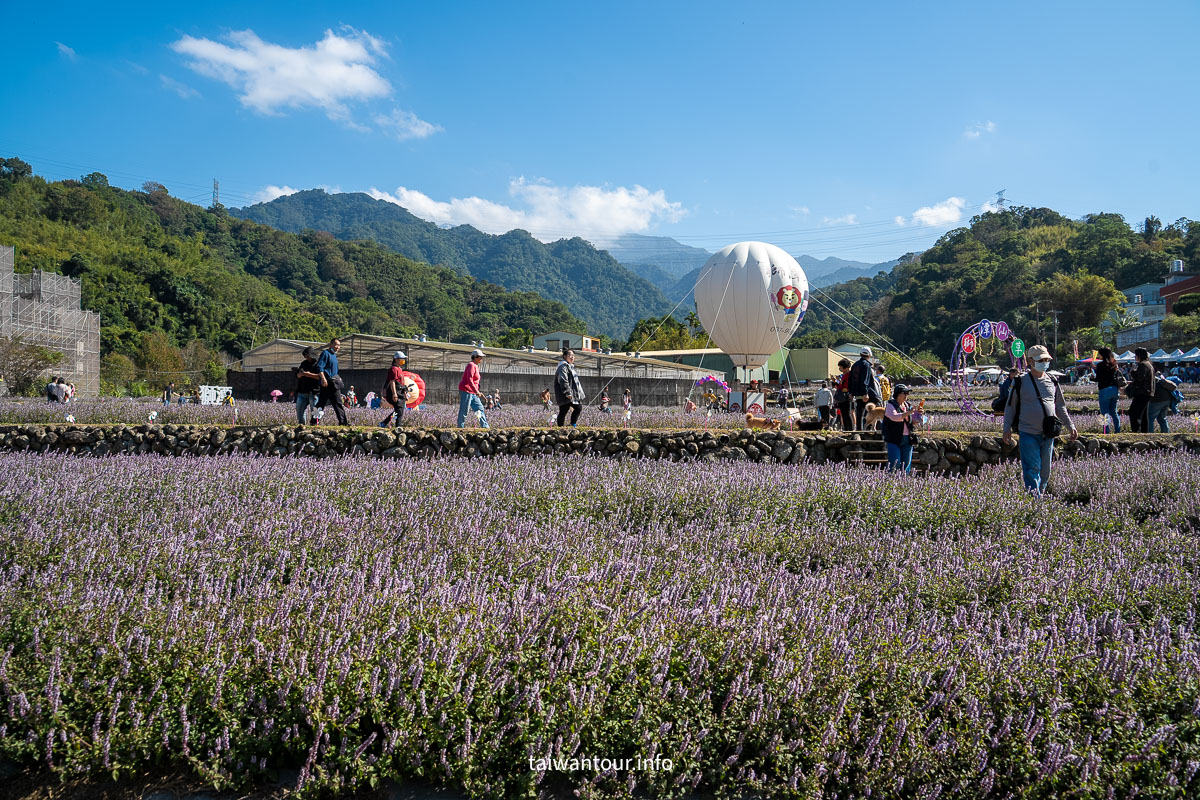 【2025苗栗縣獅潭鄉仙草花節】獅潭花饗宴景點推薦交通.活動介紹
