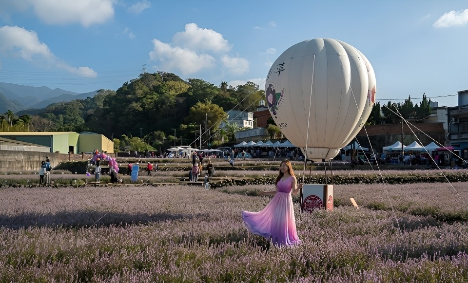 【2025苗栗縣獅潭鄉仙草花節】獅潭花饗宴景點推薦交通.活動介紹