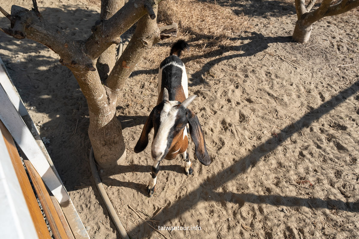 【虎珍堂森之院】雲林虎尾日式景點.地瓜伴手禮