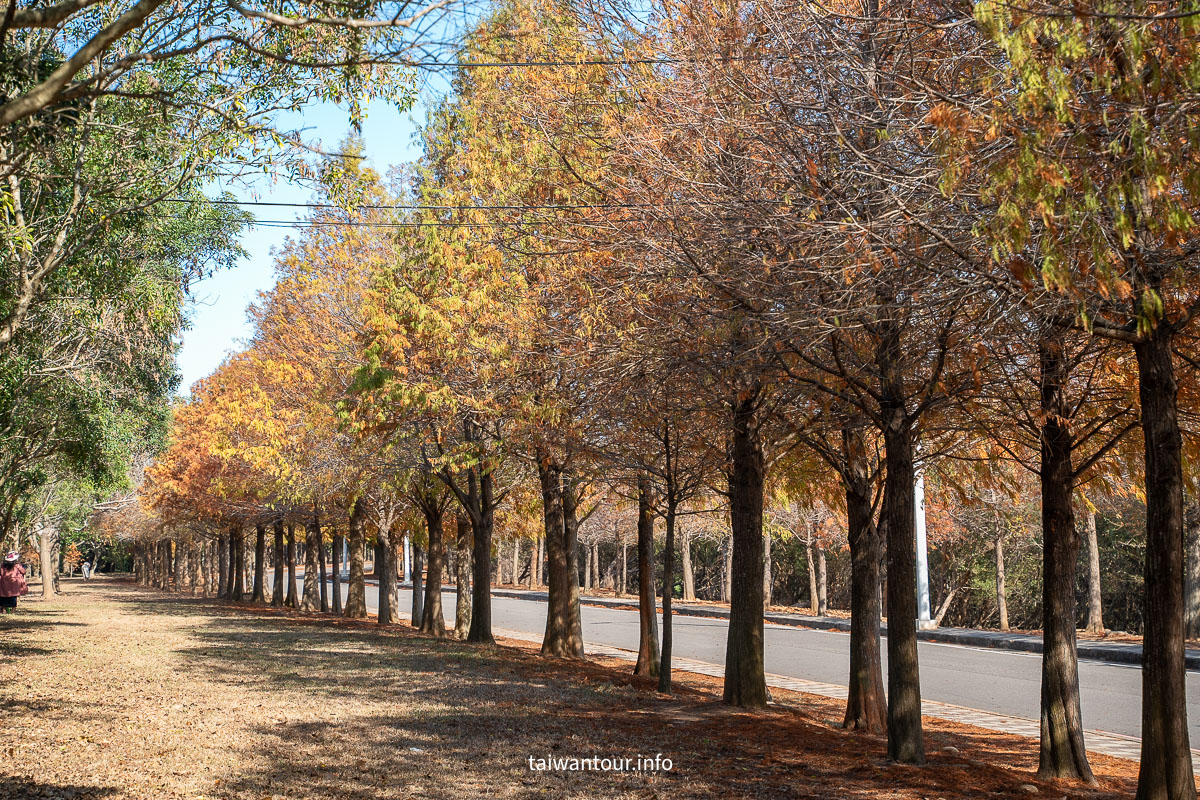 【麗寶落羽松大道】台中后里拍照攻略.交通 【麗寶落羽松大道】台中后里拍照攻略.交通