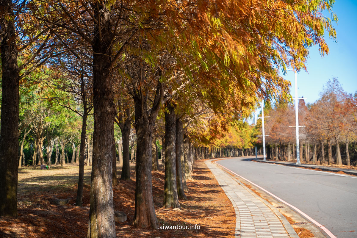 【麗寶落羽松大道】台中后里拍照攻略.交通 【麗寶落羽松大道】台中后里拍照攻略.交通