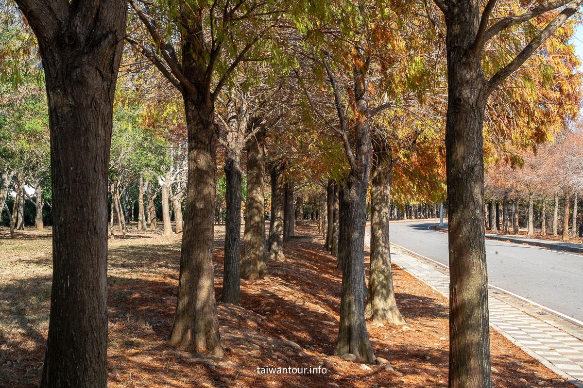 【麗寶落羽松大道】台中后里拍照攻略.交通