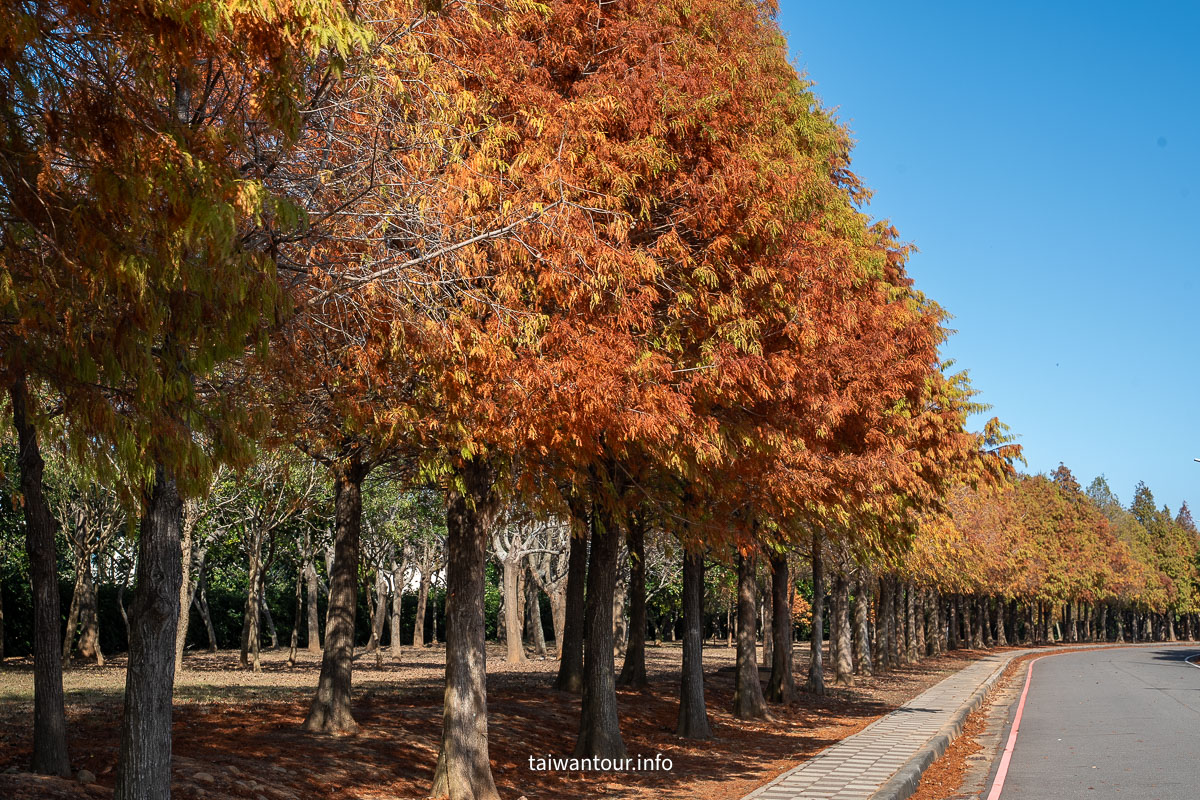 【麗寶落羽松大道】台中后里拍照攻略.交通 【麗寶落羽松大道】台中后里拍照攻略.交通