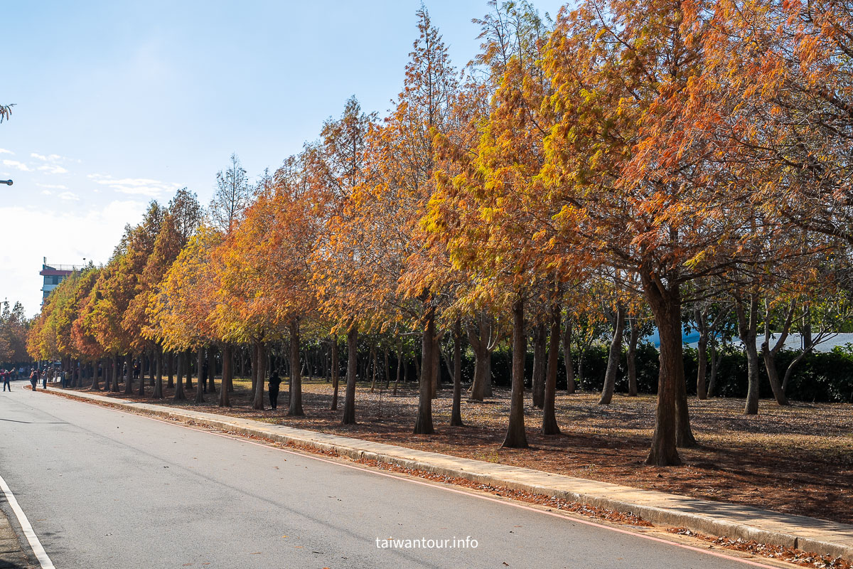 【麗寶落羽松大道】台中后里拍照攻略.交通