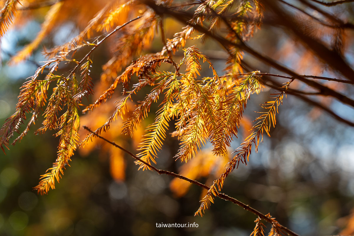 【麗寶落羽松大道】台中后里拍照攻略.交通 【麗寶落羽松大道】台中后里拍照攻略.交通