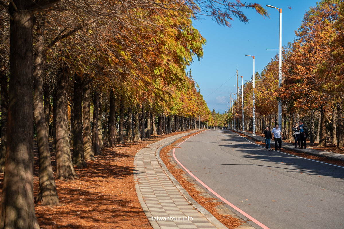 【麗寶落羽松大道】台中后里拍照攻略.交通