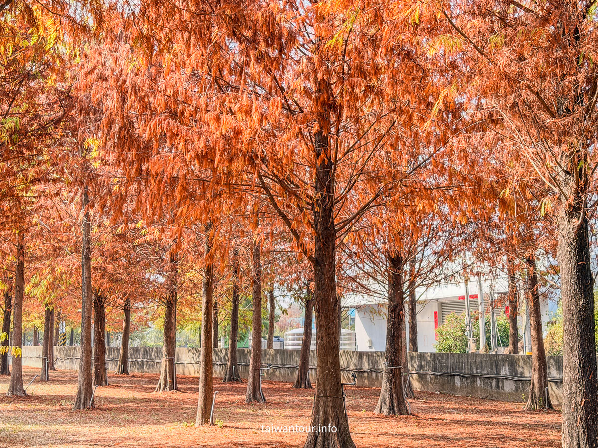 【欣美創意園區】南投名間落羽松推薦.親子銀髮族景點