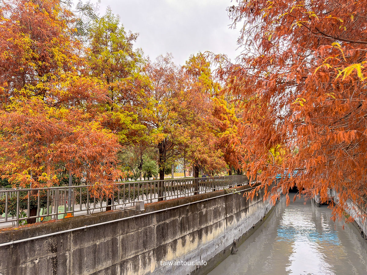 【農田水利會文物陳列館園區】雲林林內秘境落羽松景點推薦
