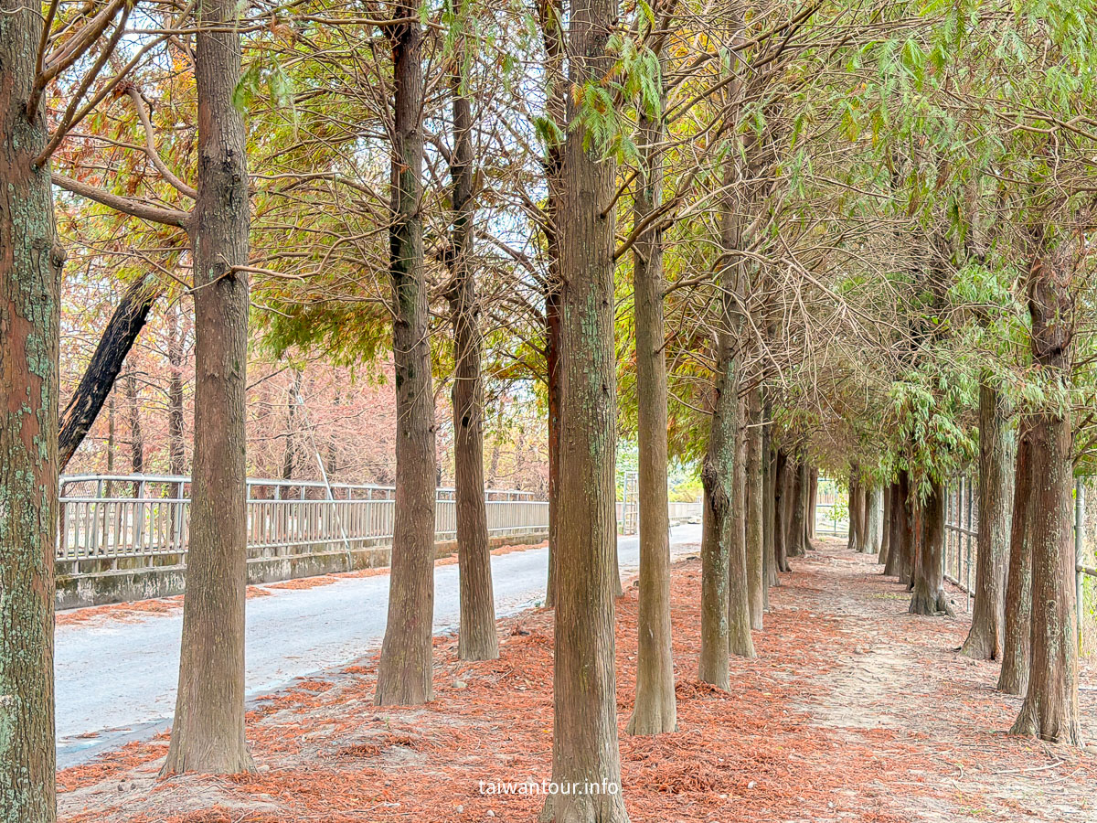 【農田水利會文物陳列館園區】雲林林內秘境落羽松景點推薦
