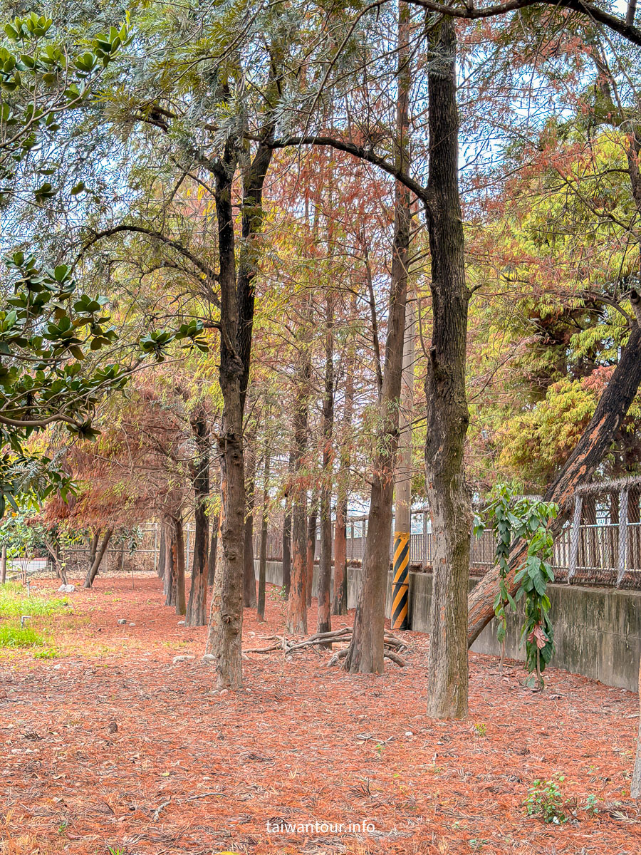 【農田水利會文物陳列館園區】雲林林內秘境落羽松景點推薦