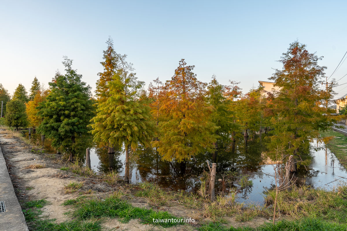 【蘭庭甜點舖】苗栗落羽松秘境.歐風建築.高CP值芋頭甜點
