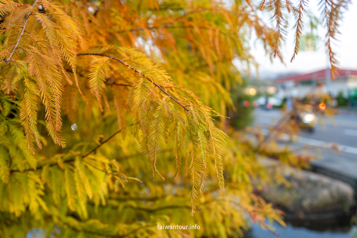 【蘭庭甜點舖】苗栗落羽松秘境.歐風建築.高CP值芋頭甜點 【蘭庭甜點舖】苗栗落羽松秘境.歐風建築.高CP值芋頭甜點