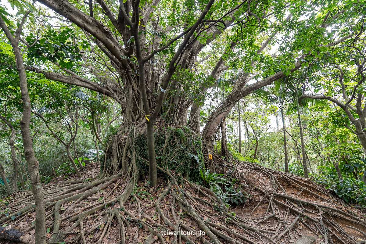【獅球嶺步道】基隆親子步道.劉銘傳隧道.百年砲台..黑山老妖.吳哥窟 【獅球嶺步道】基隆親子步道.劉銘傳隧道.百年砲台..黑山老妖.吳哥窟