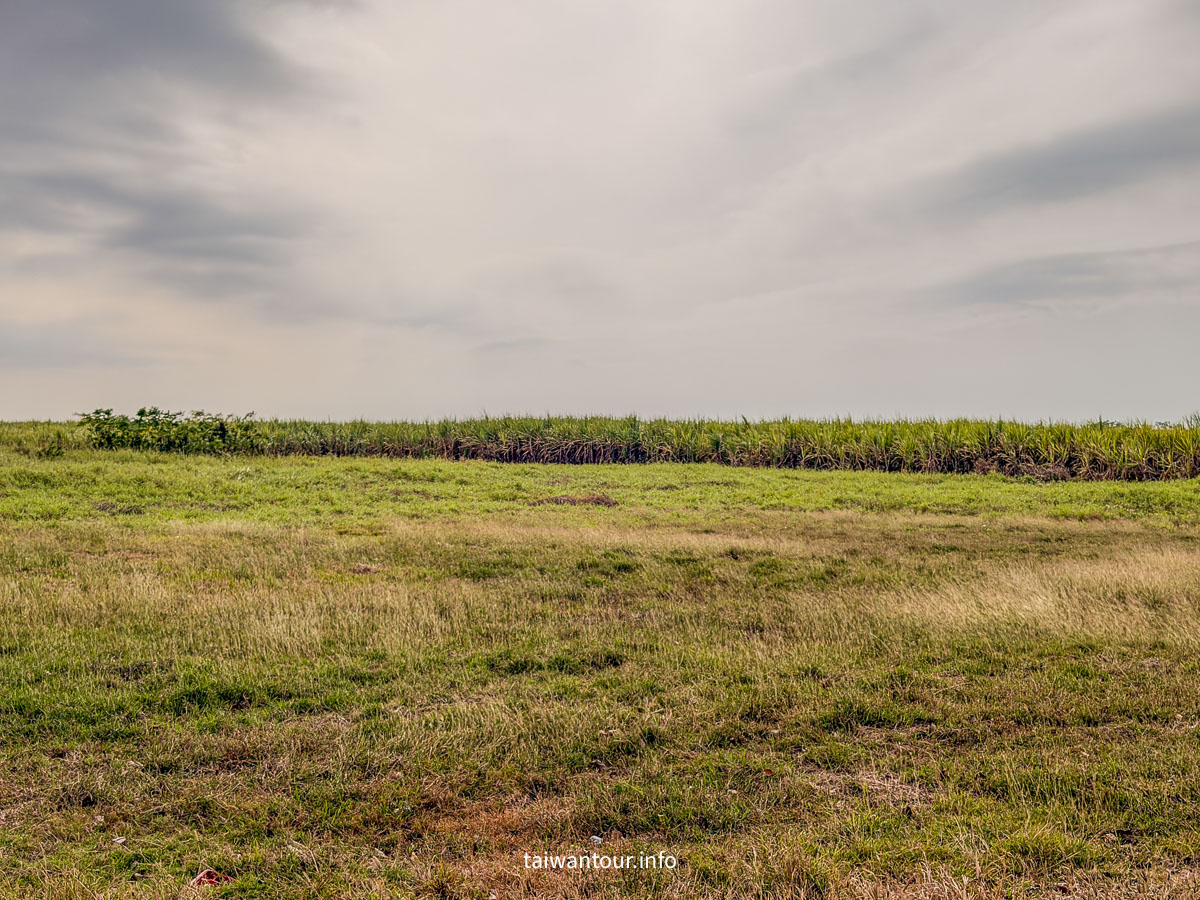 【魚寮落羽松】嘉義太保網美秘境.親子景點