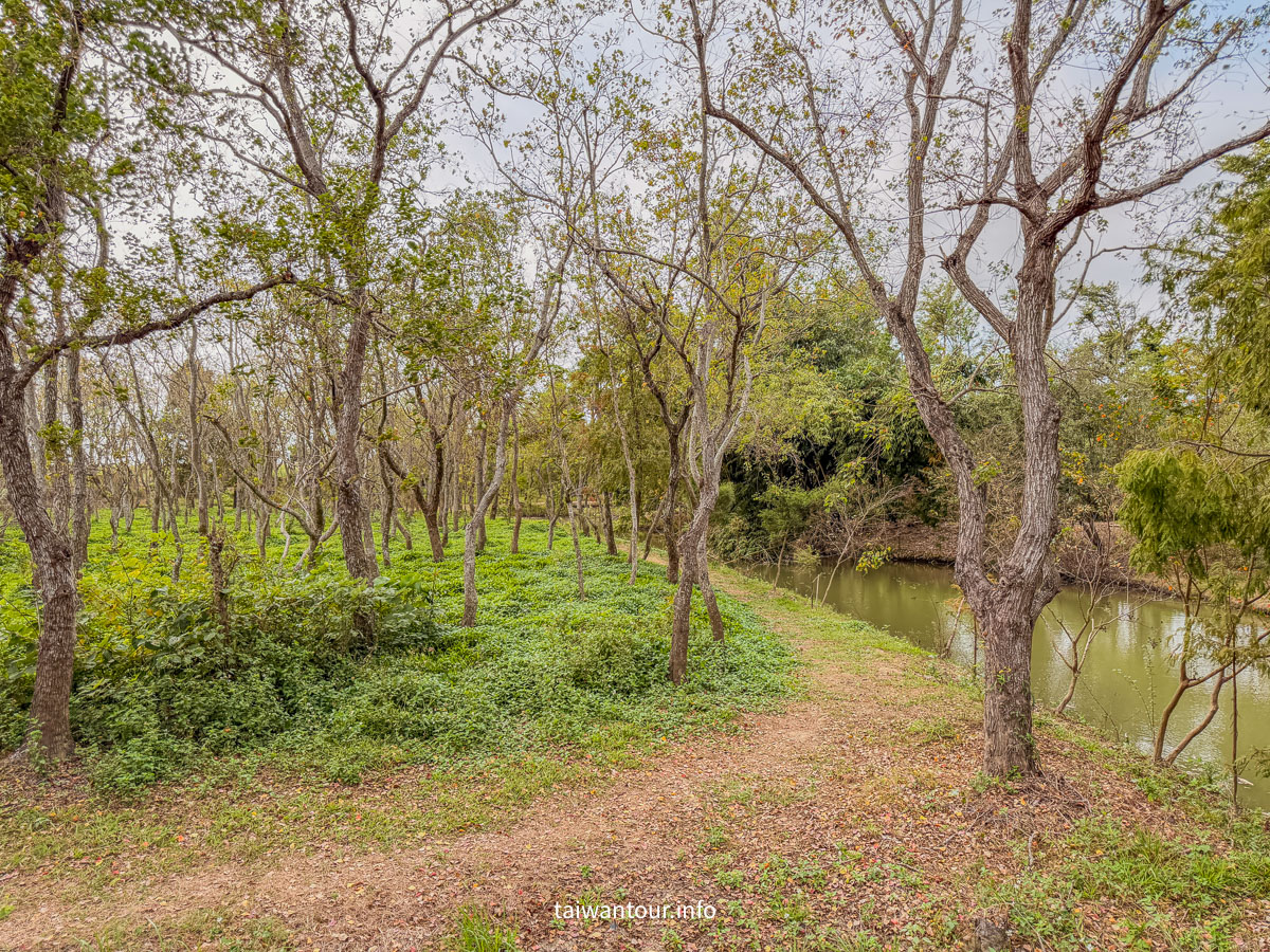 【魚寮落羽松】嘉義太保網美秘境.親子景點