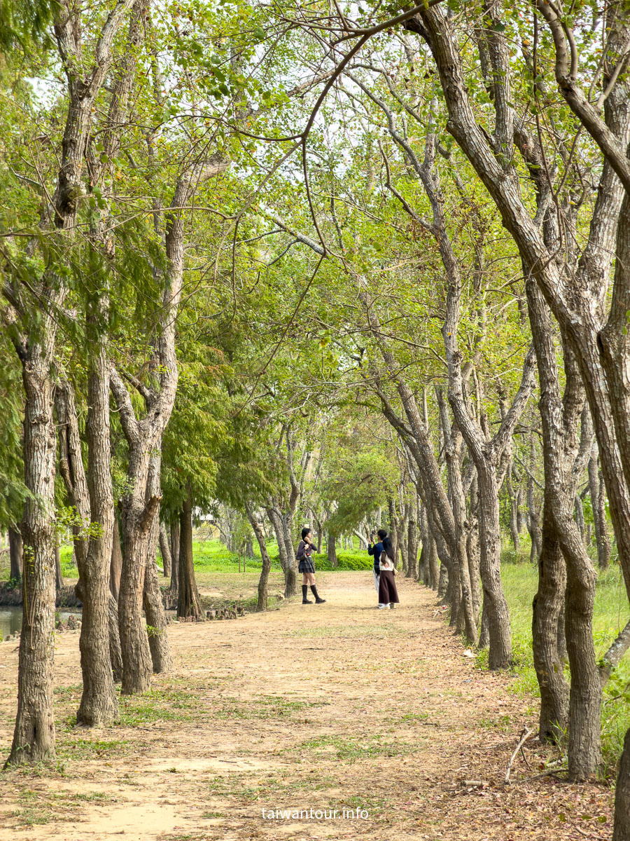 【魚寮落羽松】嘉義太保網美秘境.親子景點