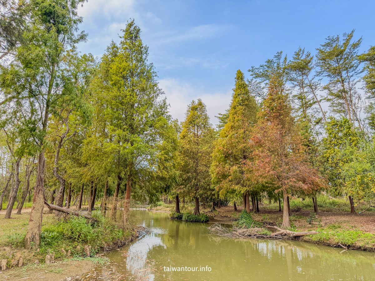 【魚寮落羽松】嘉義太保網美秘境.親子景點