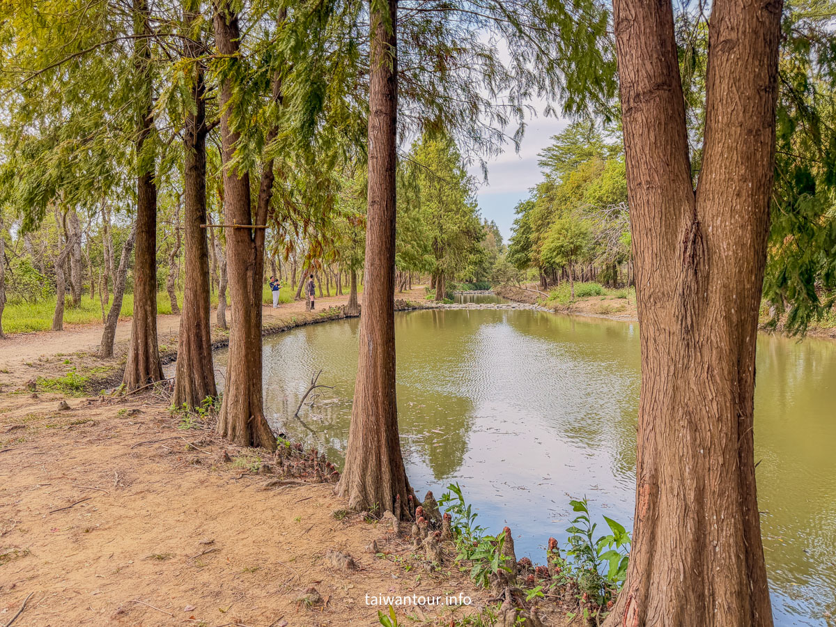 【魚寮落羽松】嘉義太保網美秘境.親子景點
