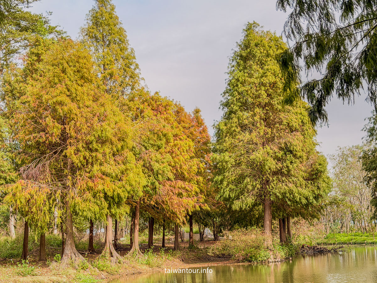 【魚寮落羽松】嘉義太保網美秘境.親子景點