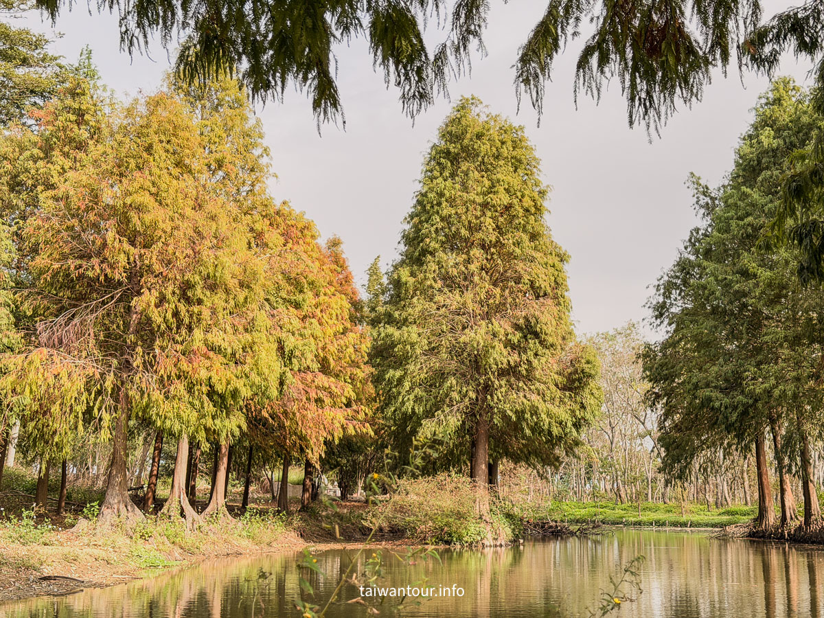 【魚寮落羽松】嘉義太保網美秘境.親子景點