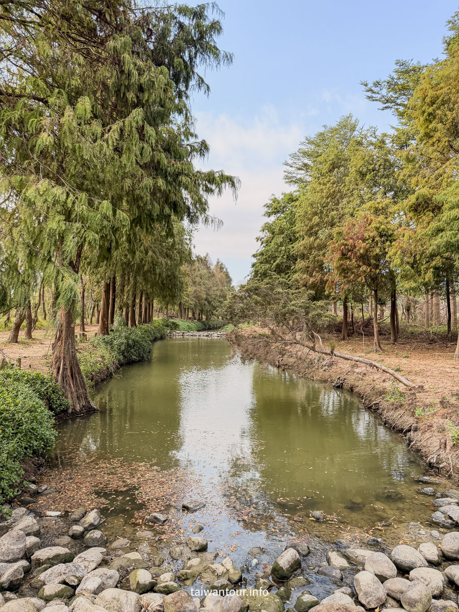 【魚寮落羽松】嘉義太保網美秘境.親子景點