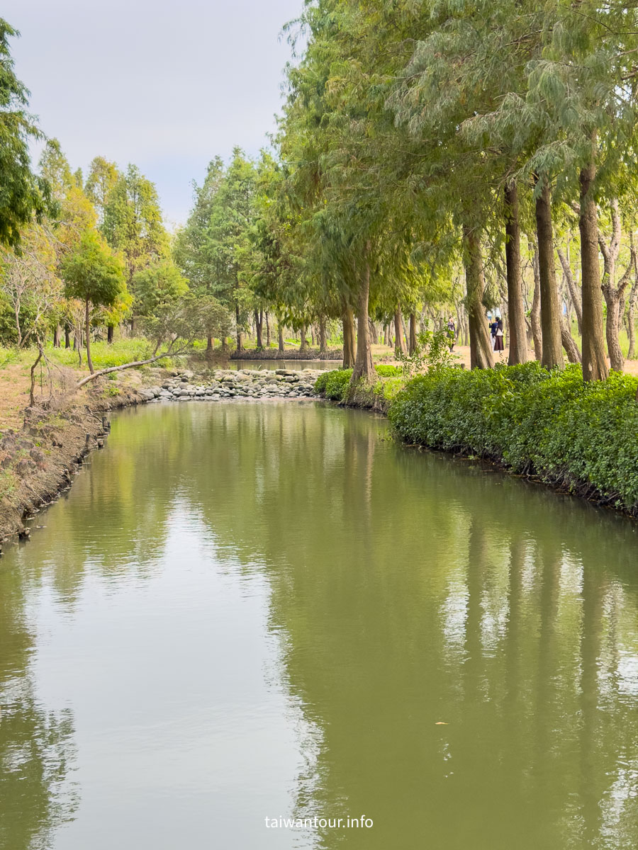 【魚寮落羽松】嘉義太保網美秘境.親子景點