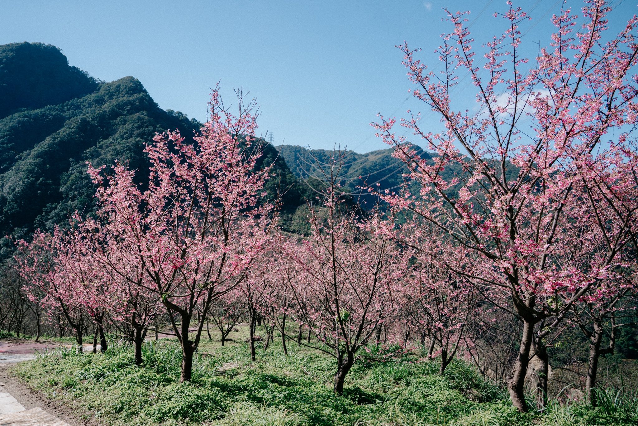 【三峽大熊櫻花林】交通方式.門票票價.接駁專車