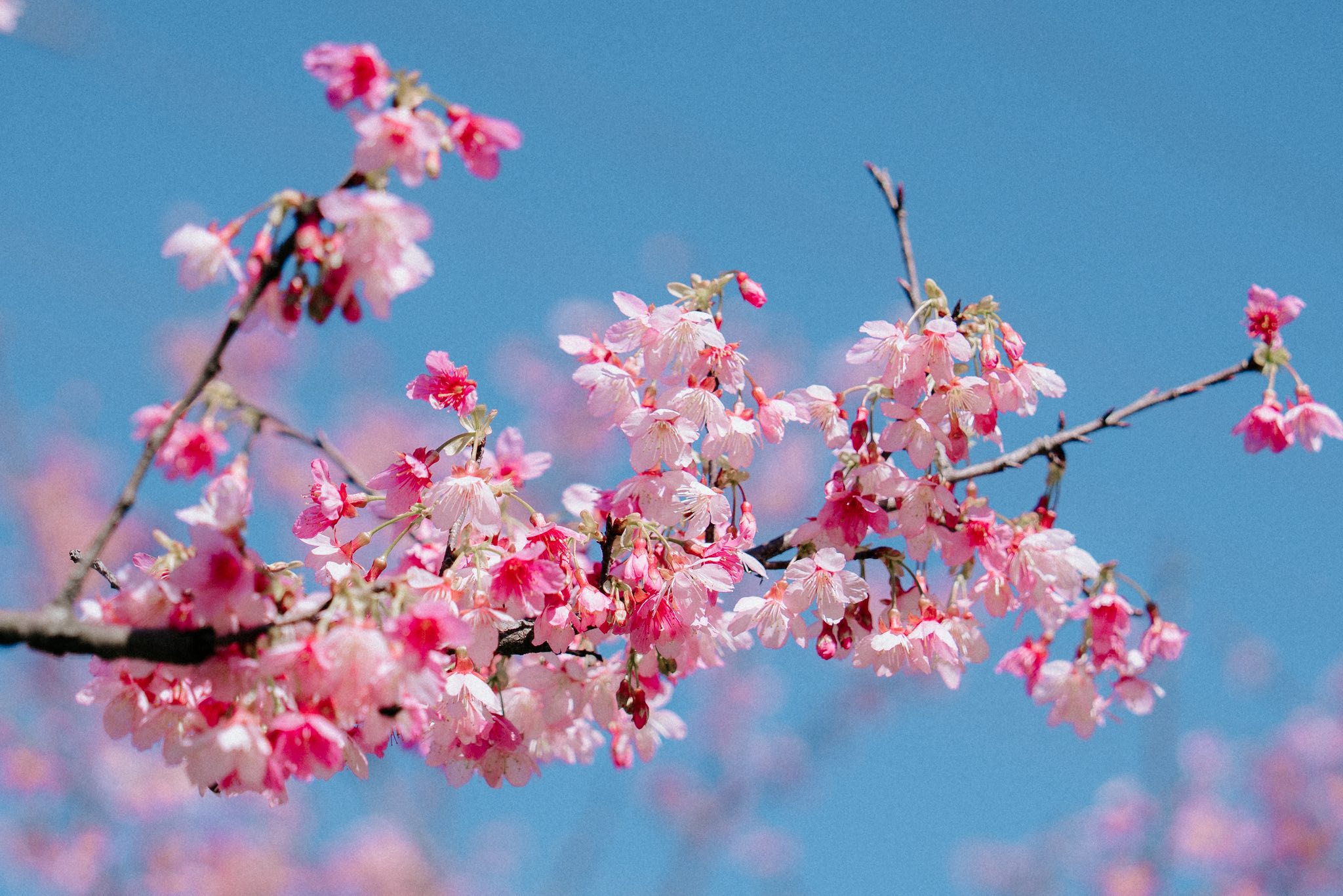 【三峽大熊櫻花林】交通方式.門票票價.接駁專車