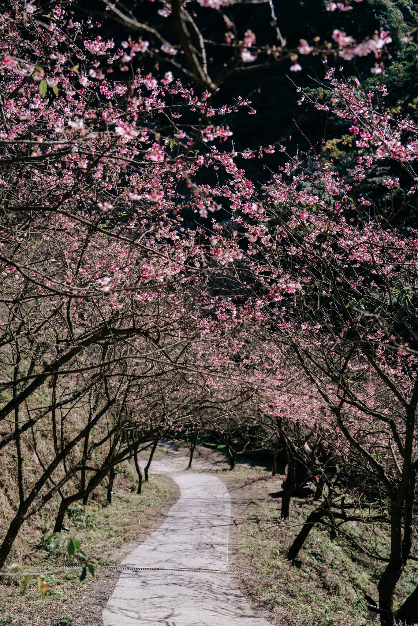 【三峽大熊櫻花林】交通方式.門票票價.接駁專車