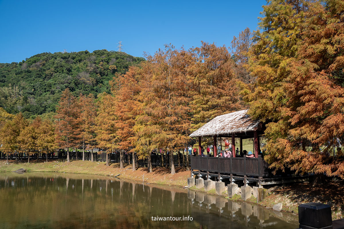 【原住民文化主題公園】台北雲山水IG落羽松秘境景點.交通
