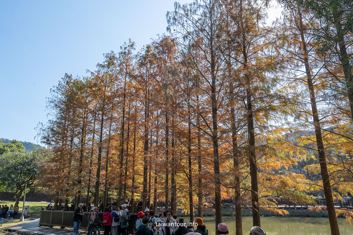 【原住民文化主題公園】台北雲山水IG落羽松秘境景點.交通