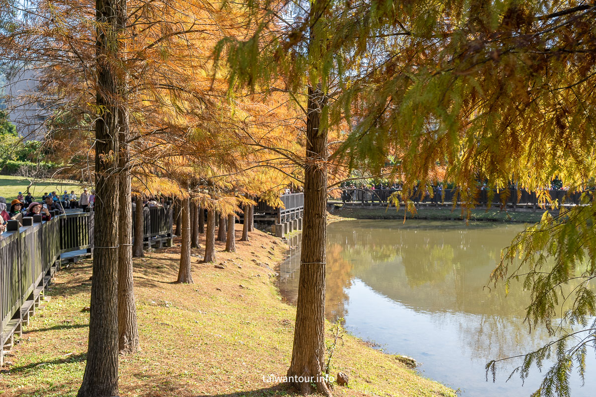 【原住民文化主題公園】台北雲山水IG落羽松秘境景點.交通