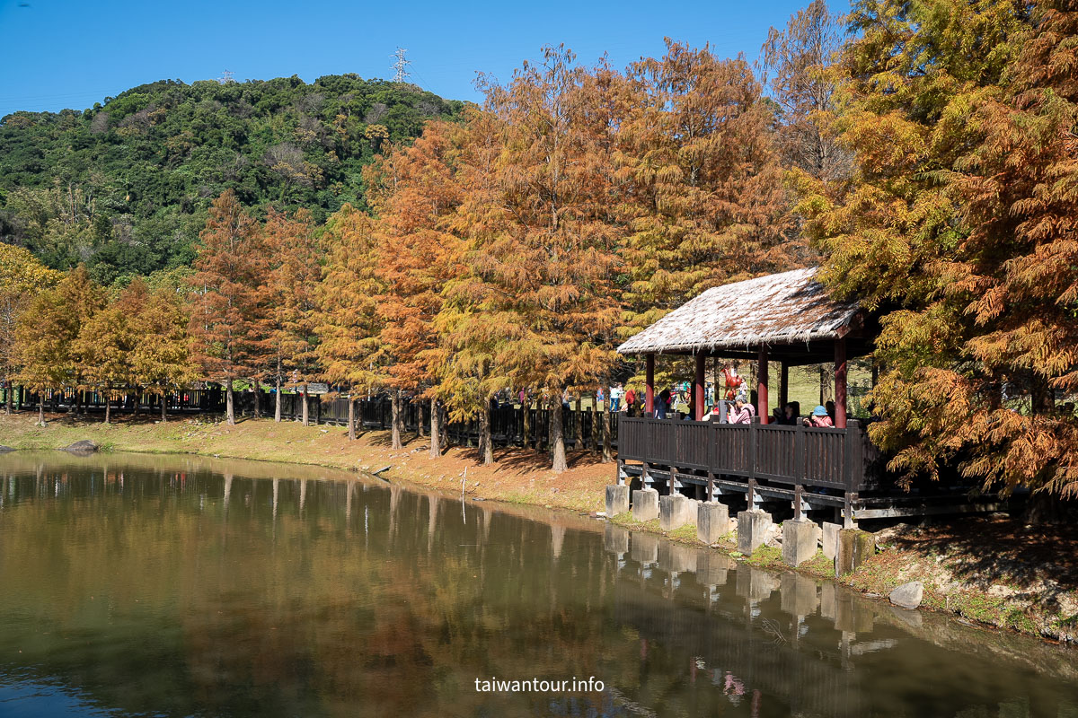 【原住民文化主題公園】台北雲山水IG落羽松秘境景點.交通