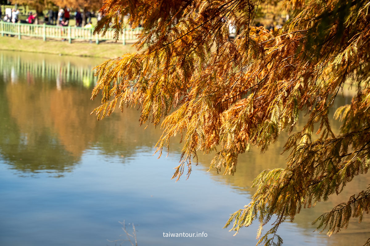 【原住民文化主題公園】台北雲山水IG落羽松秘境景點.交通