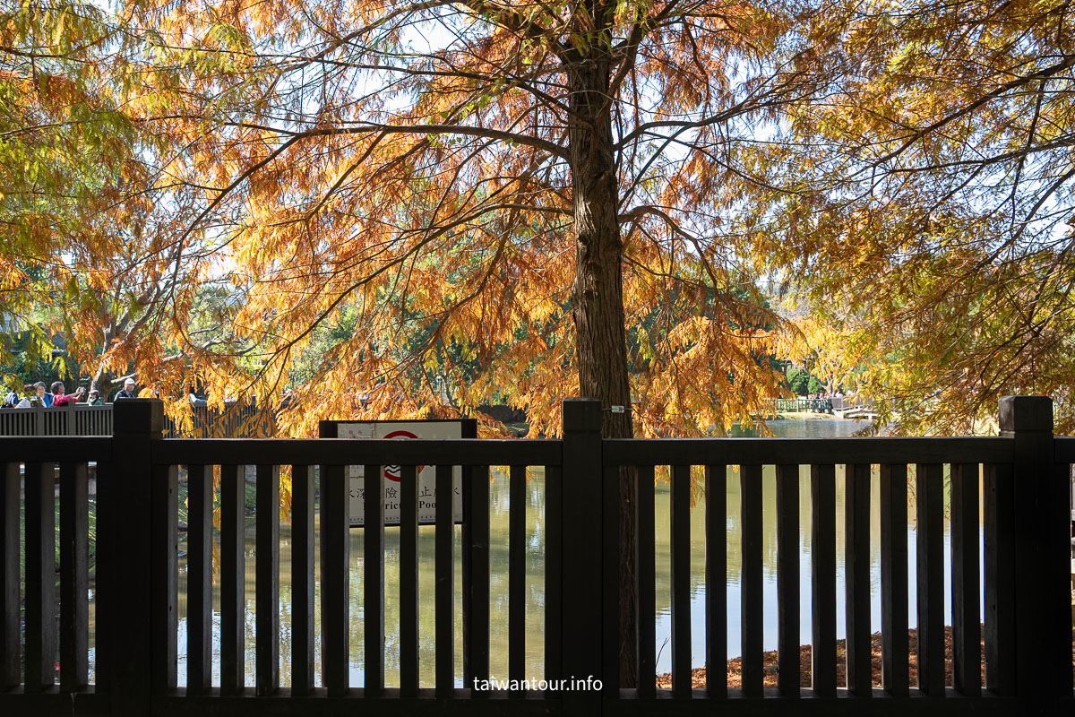 【原住民文化主題公園】台北雲山水IG落羽松秘境景點.交通