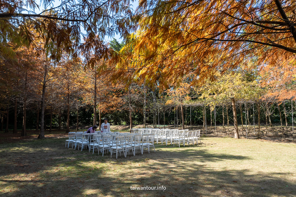 【青青食尚花園】台北落羽松秘境.士林夢幻婚宴x下午茶完整攻略