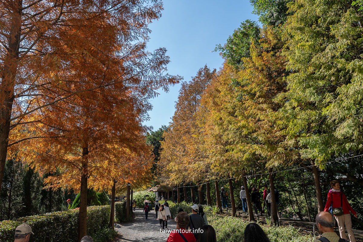 【青青食尚花園】台北落羽松秘境.士林夢幻婚宴x下午茶完整攻略